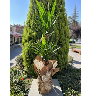 Jumbo 2'li Yucca